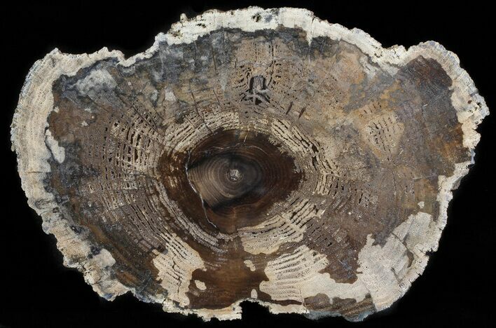 Petrified Wood (White Ash) Slab - McDermitt, Oregon #66167